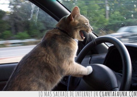 novato,gritar,volante,coche,conductor,conducir,gato,conduce