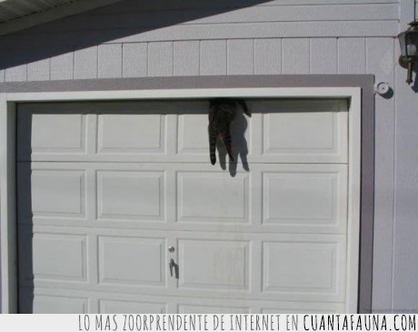 gato,puerta,garaje