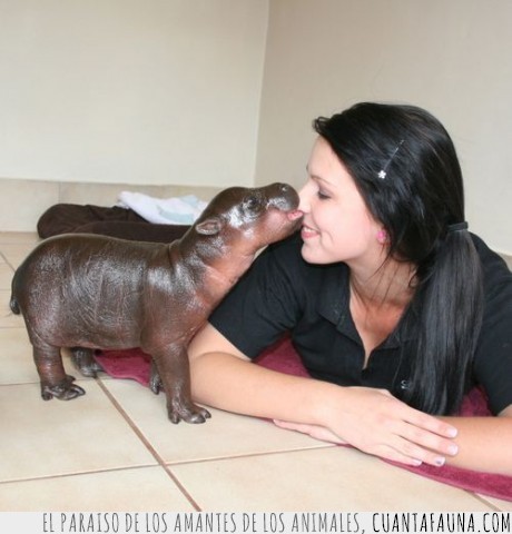 hipopotamo,cria,delfin,chica,bebe,morder,nariz,cachorro