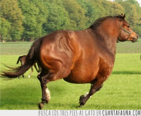 caballo,gordo,cebado