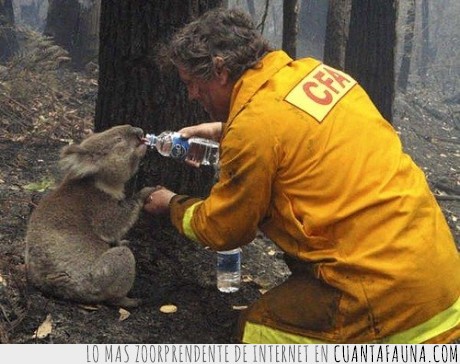 ayudar,bombero,agua,incendio,ser persona,no al maltrato animal,koala