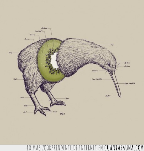 kiwi,ave,fruta,anatomía