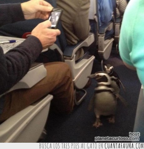 pingüino,ipod,avión