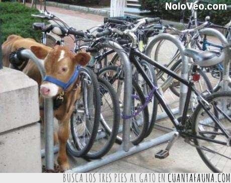 vaca,bici