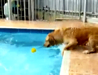 pelota,perro,piscina,agua