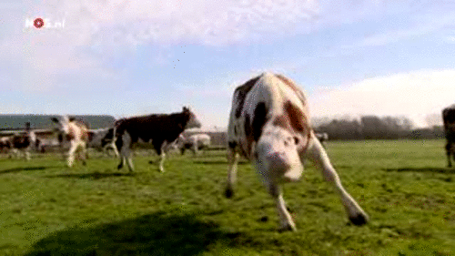 vaca,loca,cámara,pirada