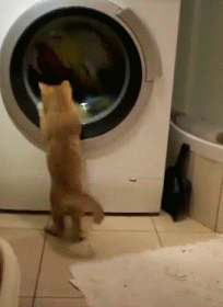curiosidad,máquina,lavar,lavadora,gato