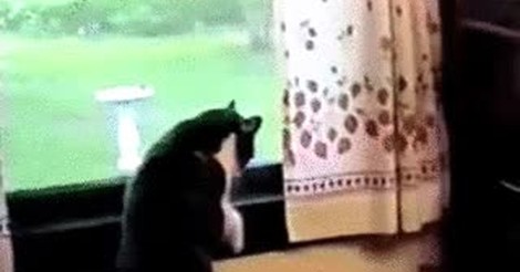 See Through Gifs
