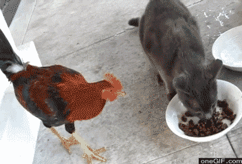 gato,gallina,pesado,gallo,comida