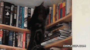 gato,libro,buscar