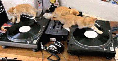 gatos,DJ,gustar,discos