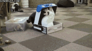 gatos,caja