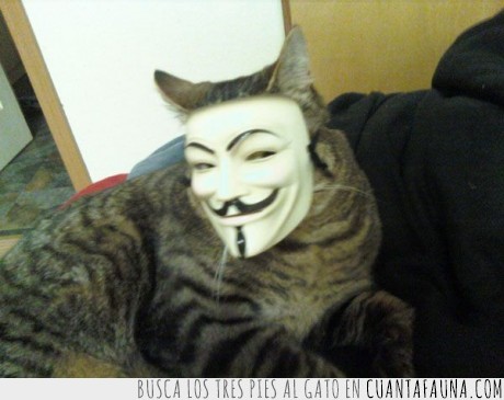 anonymous,gato,mascara,v,vendetta