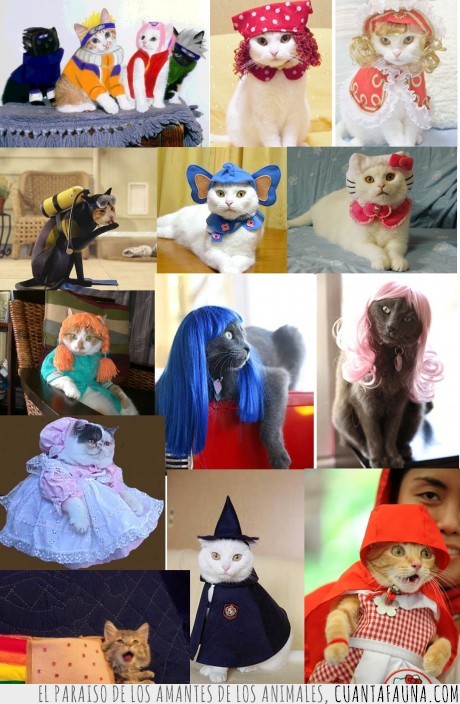 gatos,cosplay,disfraz,caperucita,naruto,peluca