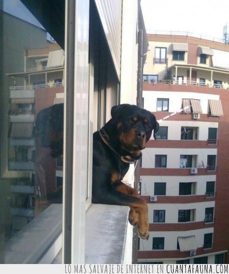 perro,asomado,balcón,vecino