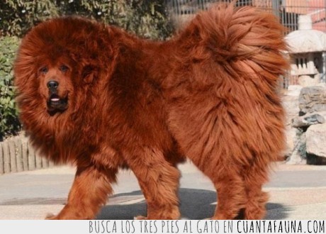 familia,valen,Mastin tibetano,1.5 millones,euros,perro,mas caro,mundo