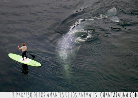 Surf,ballena,mar,animales