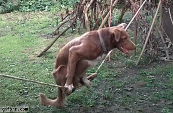 perro,cuerda,equilibrio