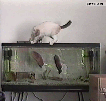 pez,gato,pereza,mordisco