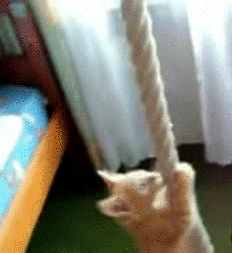 gato,cuerda,subir