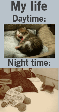 gato,dia,noche