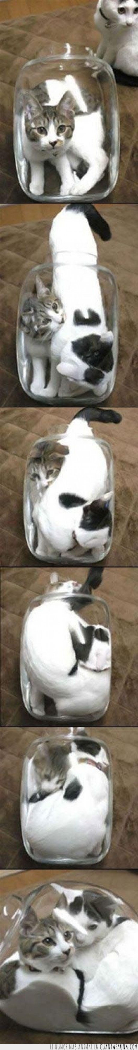1171 - TWO CATS ONE CUP