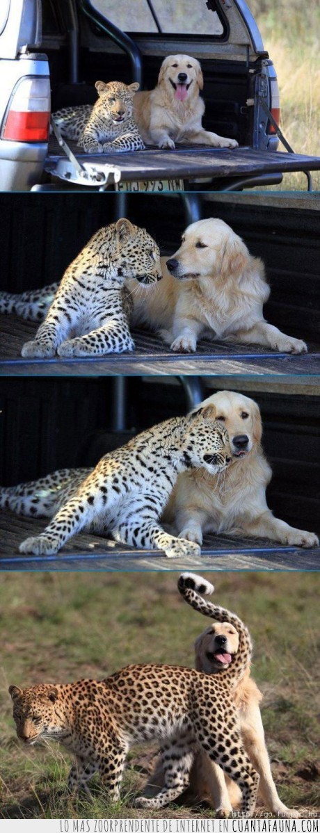 animales,perro,leopardo,amistad