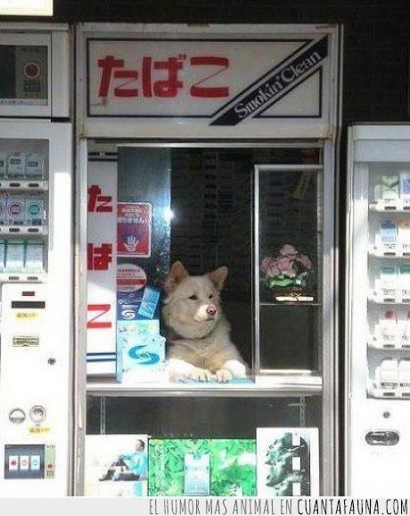 perro,dependiente,tienda,tabaco,japón