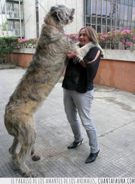 wolfhound,irlandes,lebrel,perro,irish,gigante,es más alto que yo