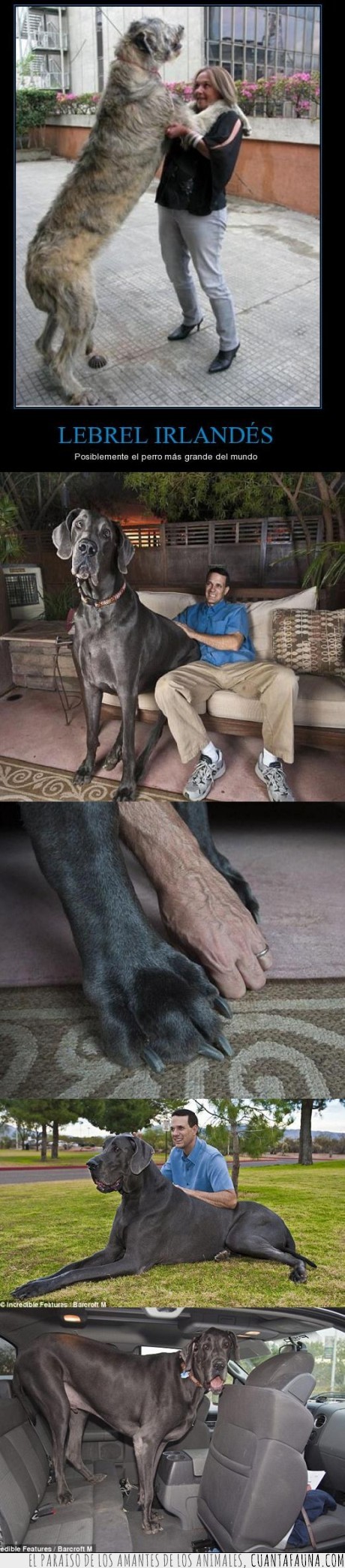14732 - GEORGE - Es el perro más grande del mundo y es un Gran Danés