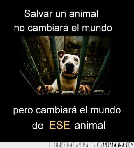 animal,salvar,razón,perro,mundo,vida