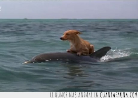 perro,delfin,flipper,ayuda,son heroes