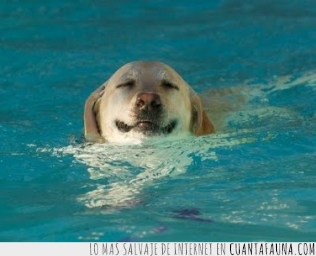 perro,mear,agua,placer,ojillos,piscina,mar,cara,expresion,felicidad