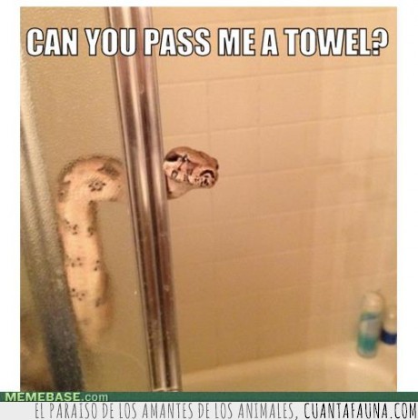 serpiente,bañadera,toalla
