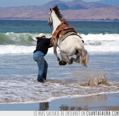 me voy,caballo,mar,planeta