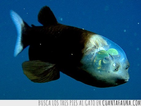 pez,animal,ojos de barril,creaneo,transparente,invisible