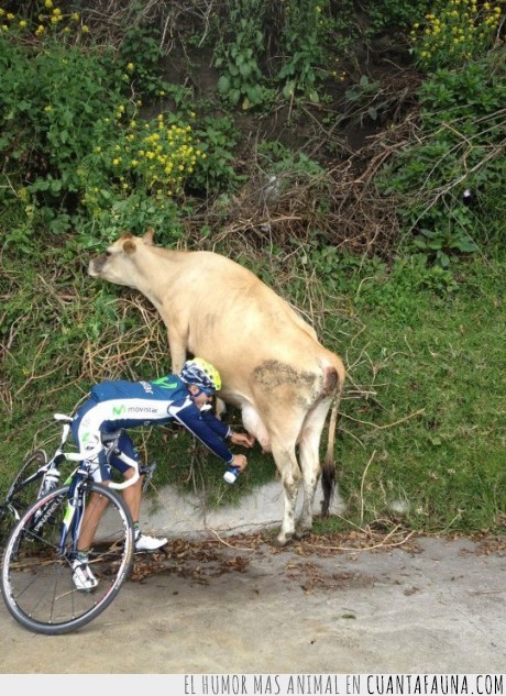 ciclista,leche,bicicleta,ordeñar,agua,Vaca