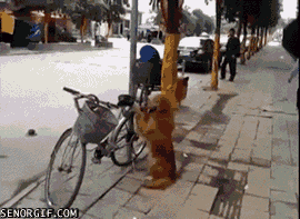 guardián,bicicleta,perro