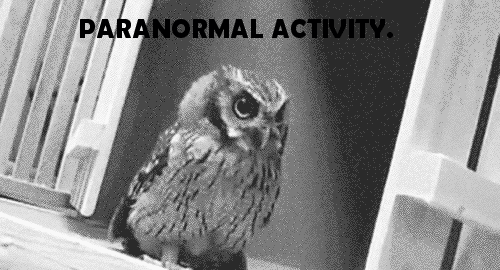 paranormal,actividad paranormal,Buho