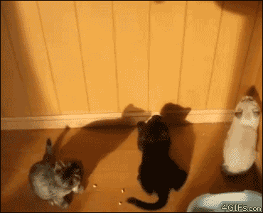 gato,pared,sombra,trolleo