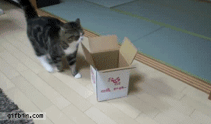 gif,gato,caja