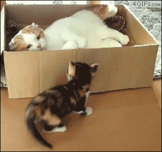 caja,gato,molestar,pegar