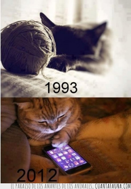 gato,2012,1993,edad,iphone,telefono,bola,estambre,jugar