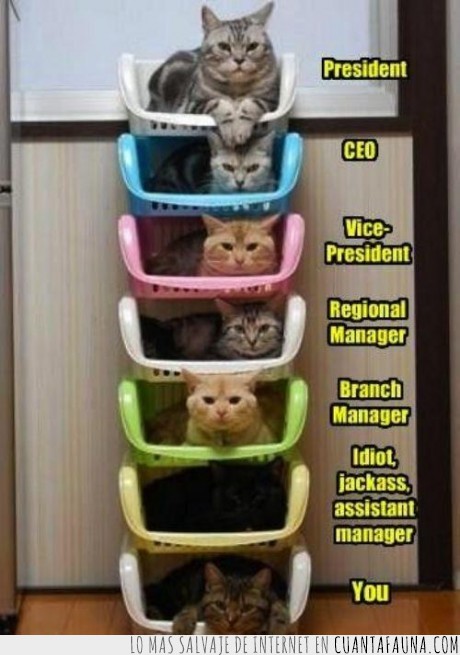 jefe,realidad,verdad,administrativo,gato,director,compañía