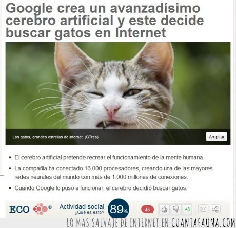 gatos,internet,cerebro artificial,google