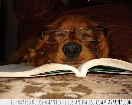 perro,gafas,estudio,examen,leer,repaso,libro