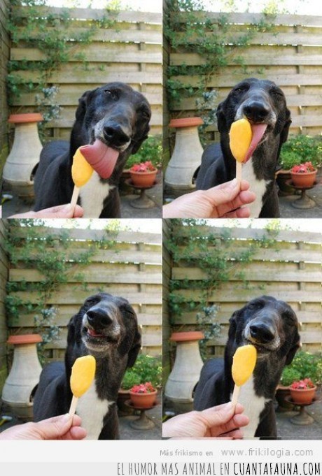 helado,perro,placer,cara,felicidad,verano