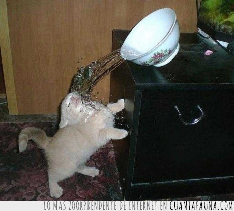 gato,jarron,agua,fail