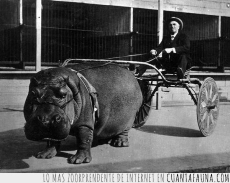 vamos hipopotamo!,anfibia,carrera,hipopotamo,traccion,coche,carro