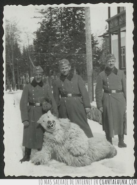 segunda guerra mundial,fotografía,día 47,oso,Alemanes